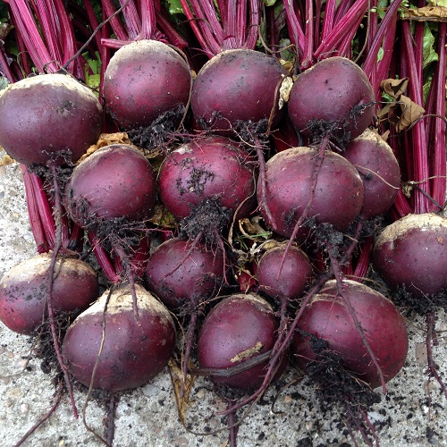 Beetroot Boltardy